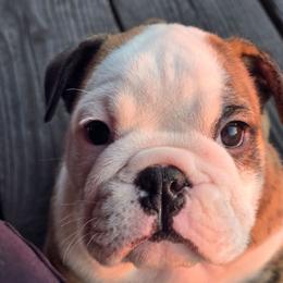 Sunday - Red brindle and white male Bulldog puppy in Laurel, Montana from Bull Mountain Bulldogs
