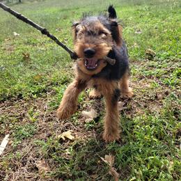 Welsh Terrier Puppies from Jenkins Welsh Terriers