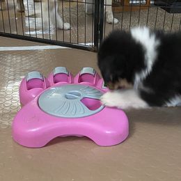 Australian Shepherd Puppies from BlueRain Aussies