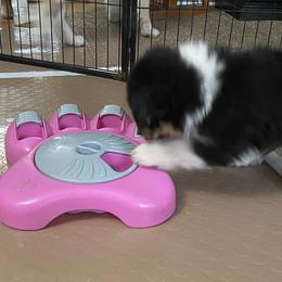 Australian Shepherd Puppies from BlueRain Aussies