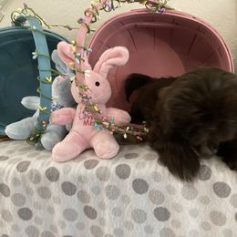 Shih Tzu Puppies from Little Lions West