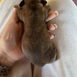 Gazelle - Brindle female Dachshund puppy in Pearce, Arizona from Katy West Weenies