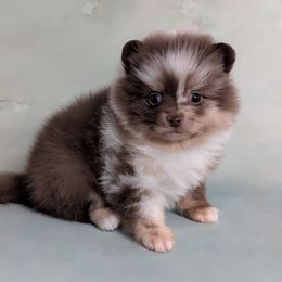 Australian Shepherd and Pomeranian Puppies from Sandy Aussies & Pomeranians