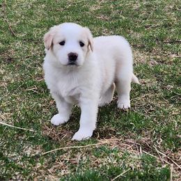 Johnny Cash - Sable and white English Shepherd puppy in Columbia, Connecticut from Tranquil Morning Farm