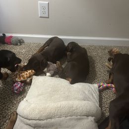 Doberman Pinscher Puppies from Pamela Nachel