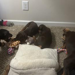 Doberman Pinscher Puppies from Pamela Nachel