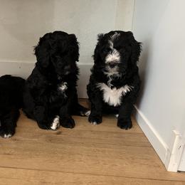 Bernedoodle Puppies from Cali Bernedoodles