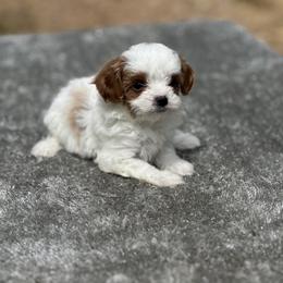 Cici (Short for Cinderella) - White female Cavapoo puppy in Cuero, Texas from Firestorm Kennel