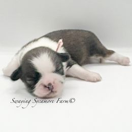 Brindle and White Female - Pink Collar - Brindle and white female Shih Tzu puppy in Crawfordsville, Indiana from Swaying Sycamore Farm