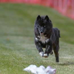 Eclipse  - Siberian Husky