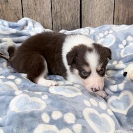 Milo - Chocolate male Border Collie puppy in Guffey, Colorado from Sunset Ridge