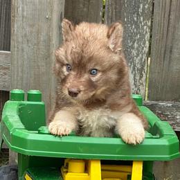 Jersey - Red and white male Siberian Husky puppy in Warrenville, South Carolina from StormVale Siberian Huskies