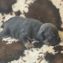 Jay - Blue female French Bulldog puppy in Philadelphia, Pennsylvania from Kiki Leigh Frenchies