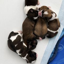 Shih Tzu puppies from All4Paws
