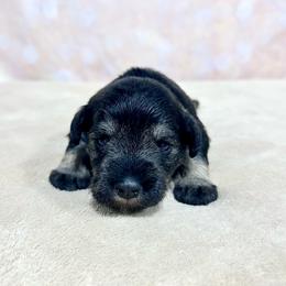 Girl 1 - Salt and pepper female Miniature Schnauzer puppy in Springfield, Tennessee from My Lovable Schnauzers