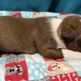 Prince Eric - Red male Boston Terrier puppy in Wellington, Ohio from Twist of Faith Farms