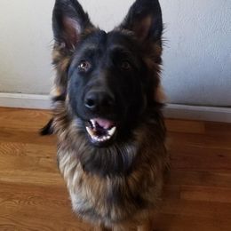 German Shepherd Puppies from Von Gonzalez Kennel
