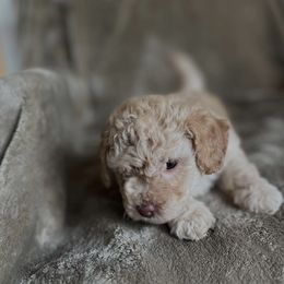 Charlie - Sable and white male Siberian Husky puppy in Hollyberry, Georgia from Shani's Luxury Pups