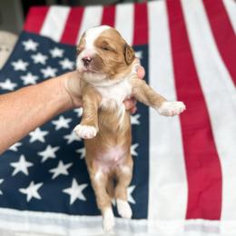 Apollo - Red  male Goldendoodle puppy in Sterling, Illinois from Charley's Goldendoodles