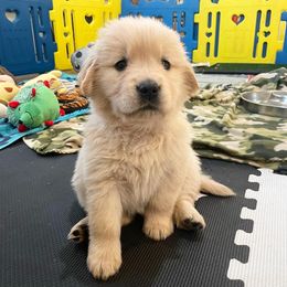 Girl 6 - Golden Retriever puppy in Newport, Pennsylvania from Liberty Golden Retrievers