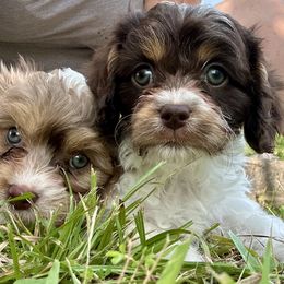 Cavapoo puppies from Sassy Sailor & Company