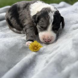 Superman - Blue merle male Aussiedoodle puppy in Bedford, Virginia from Brandt Farms Aussiedoodles
