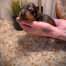 Dachshund Puppies from Drift & Dash Dachshunds