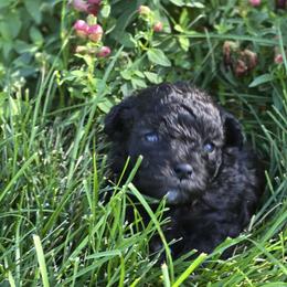 Poodle Puppies from Caboodles Of Poodles
