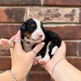 Freddie Mercury - Tri-color male Bernedoodle puppy in Austin, Texas from Boutique Bernedoodles & Co.