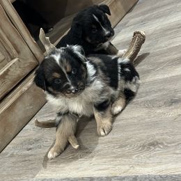 Australian Shepherd Puppies from Ace-High Australian Shepherds