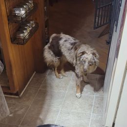 Purple - Red merle Australian Shepherd puppy in Muscatine, Iowa from Horten K-9 Wiggles