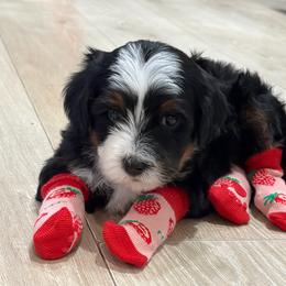 Jyn - Tri-color female Bernedoodle puppy in Ogden, Utah from Salty Point Doodles