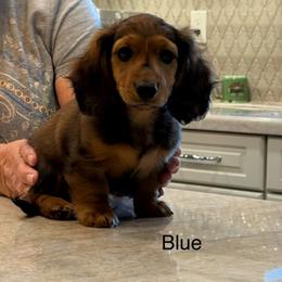 Blue boy - Red male Dachshund puppy in Lancaster, California from Avignon