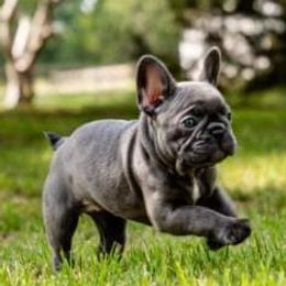 French Bulldogs from Southern Ark French Bulldogs