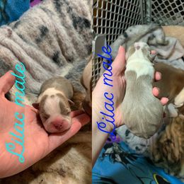 Boston Terrier Puppies from Heather's Boston Babies