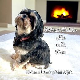 Dakota - Shih Tzu
