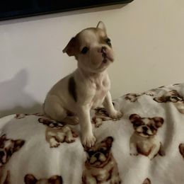 Moo Chocolate - Cream male French Bulldog puppy in Coatesville, Pennsylvania from The Chipper Frenchie