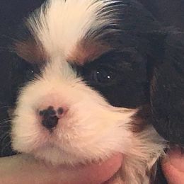 Cavalier King Charles Spaniel Puppies from Karlee Gray Stone Cavaliers