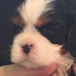 Cavalier King Charles Spaniel Puppies from Karlee Gray Stone Cavaliers