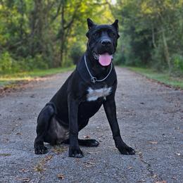 So Mi - Black female Cane Corso puppy in Houston, Texas from Zenith Cane Corso
