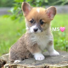 M5 - Red female Pembroke Welsh Corgi puppy in Jacksonville, Texas from ArmnalegRanch LLC