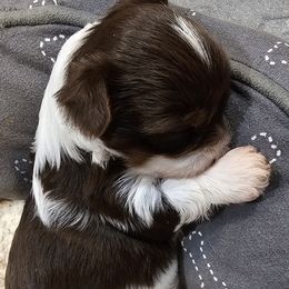 Girl 1 - Chocolate tan and white female Biewer Terrier puppy in Dayton, Ohio from BiewerHeart Yorkies