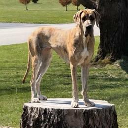Zenilla - Great Dane