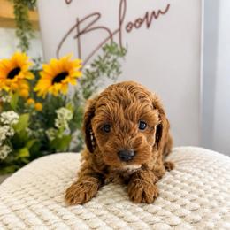 Mary AKA Birdie Mae - Red female Cavapoo puppy in Ephrata, Washington from Mustard Seed Doodle Co.