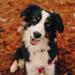 Tonya - Australian Shepherd