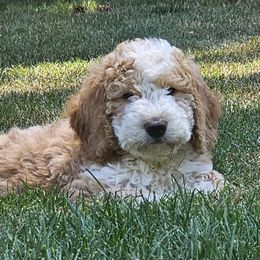Charlie 7 weeks old - Brown and white male Bernedoodle puppy in Portland, Oregon from NW Doodles
