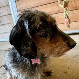 Natasha - Dachshund