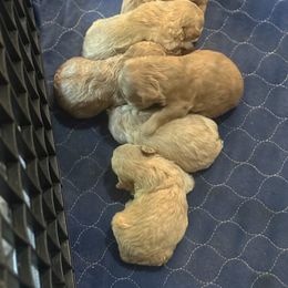 Labrador Retriever Puppies from Courtland va, River Bank Kennels