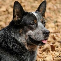 Cinch  - Australian Cattle Dog