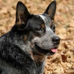 Cinch  - Australian Cattle Dog